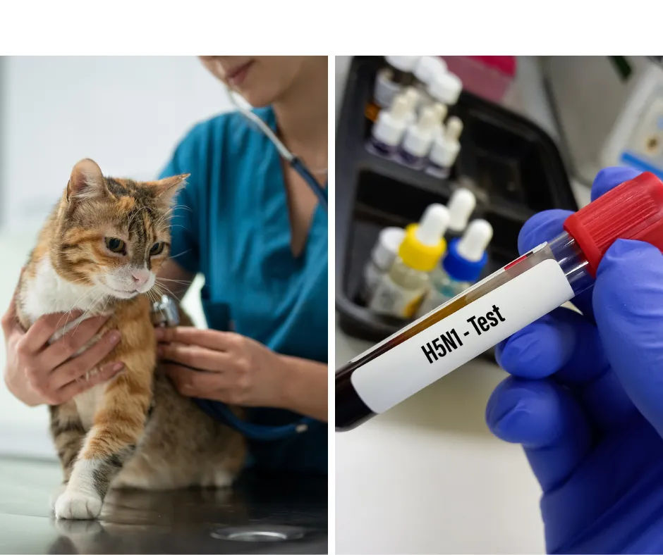 Keeping Cats & Dogs Safe from Bird Flu