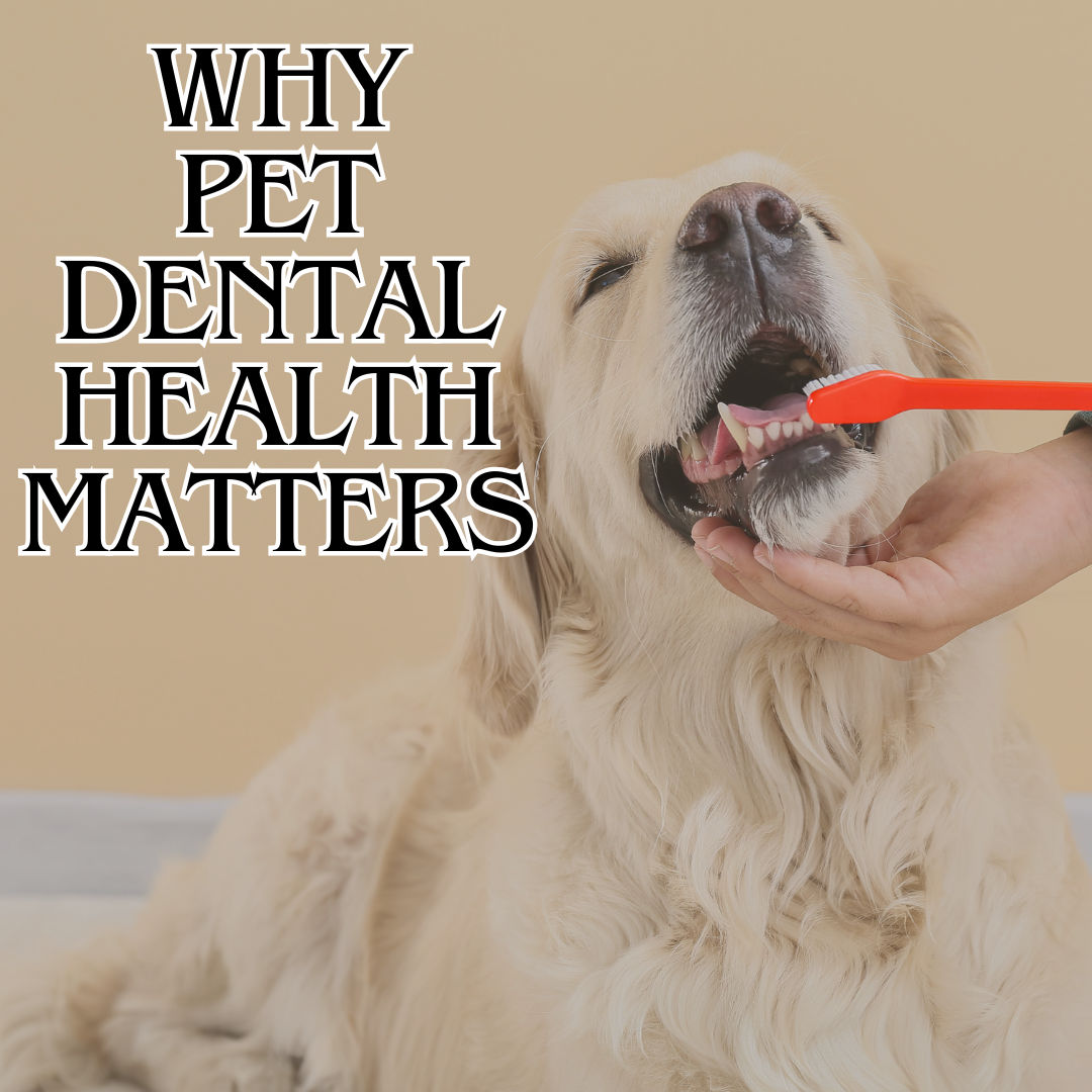 Why Pet Dental Health Matters (The Hidden Dangers of Neglecting It)