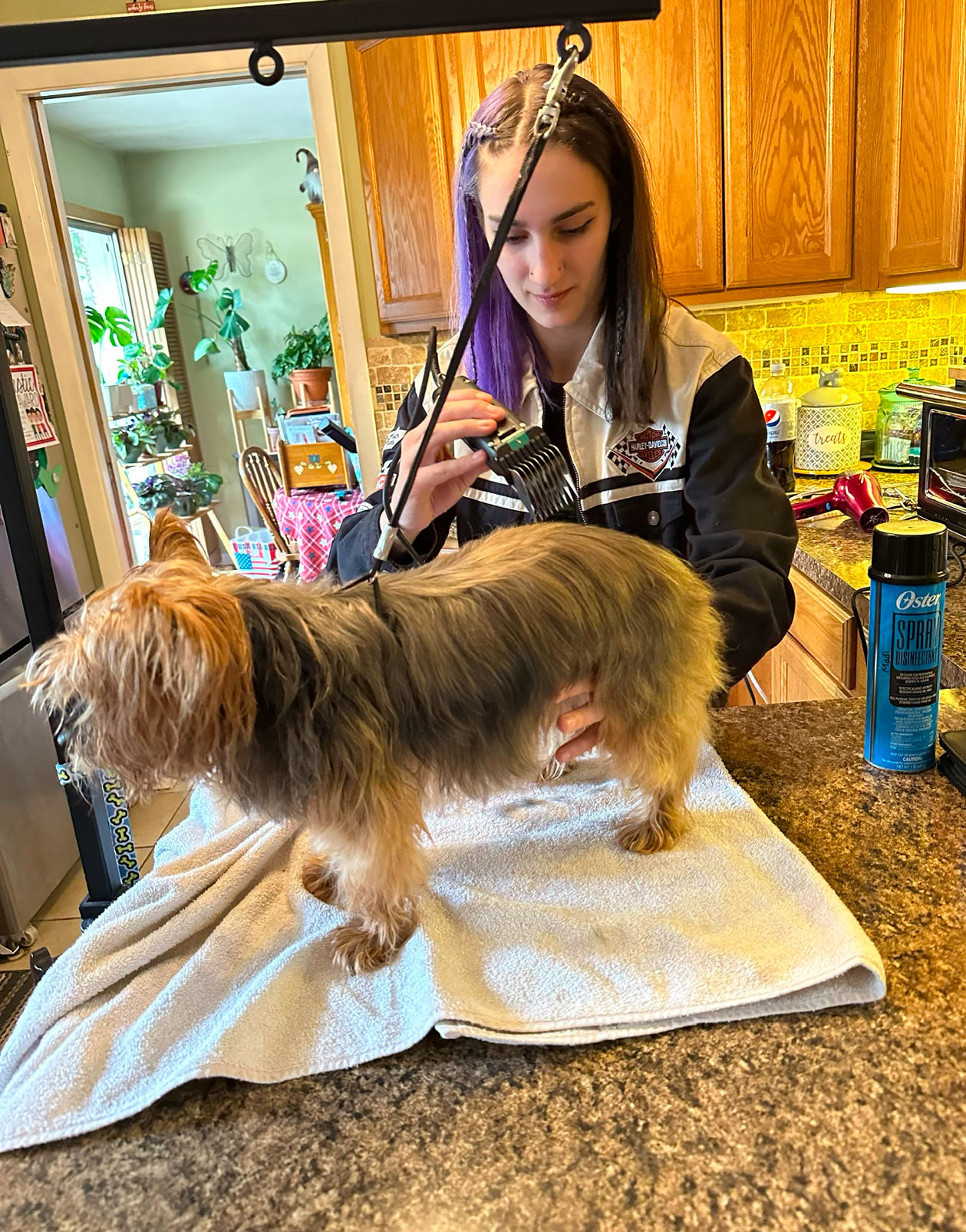 A groomer giving a dog a haircut