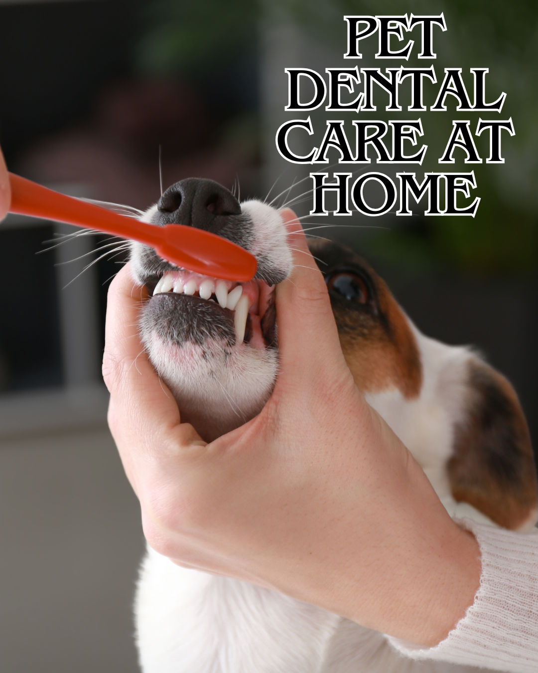 The Essential Guide to At-Home Pet Dental Care