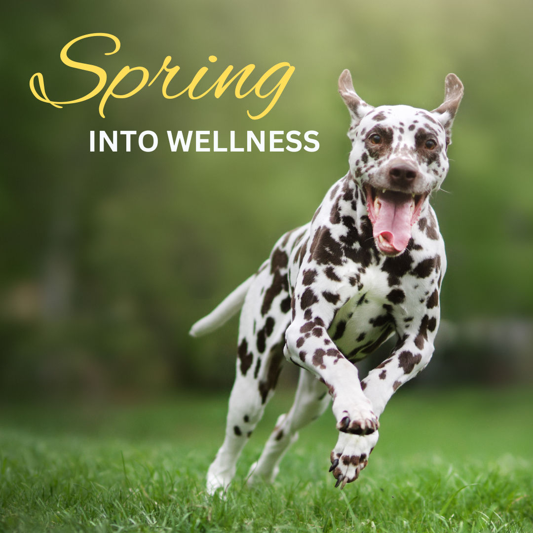Image of blog post Spring Into Pet Wellness with Integrative Veterinary Therapies
