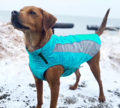 KEEP YOUR PET WARM & HEALTHY