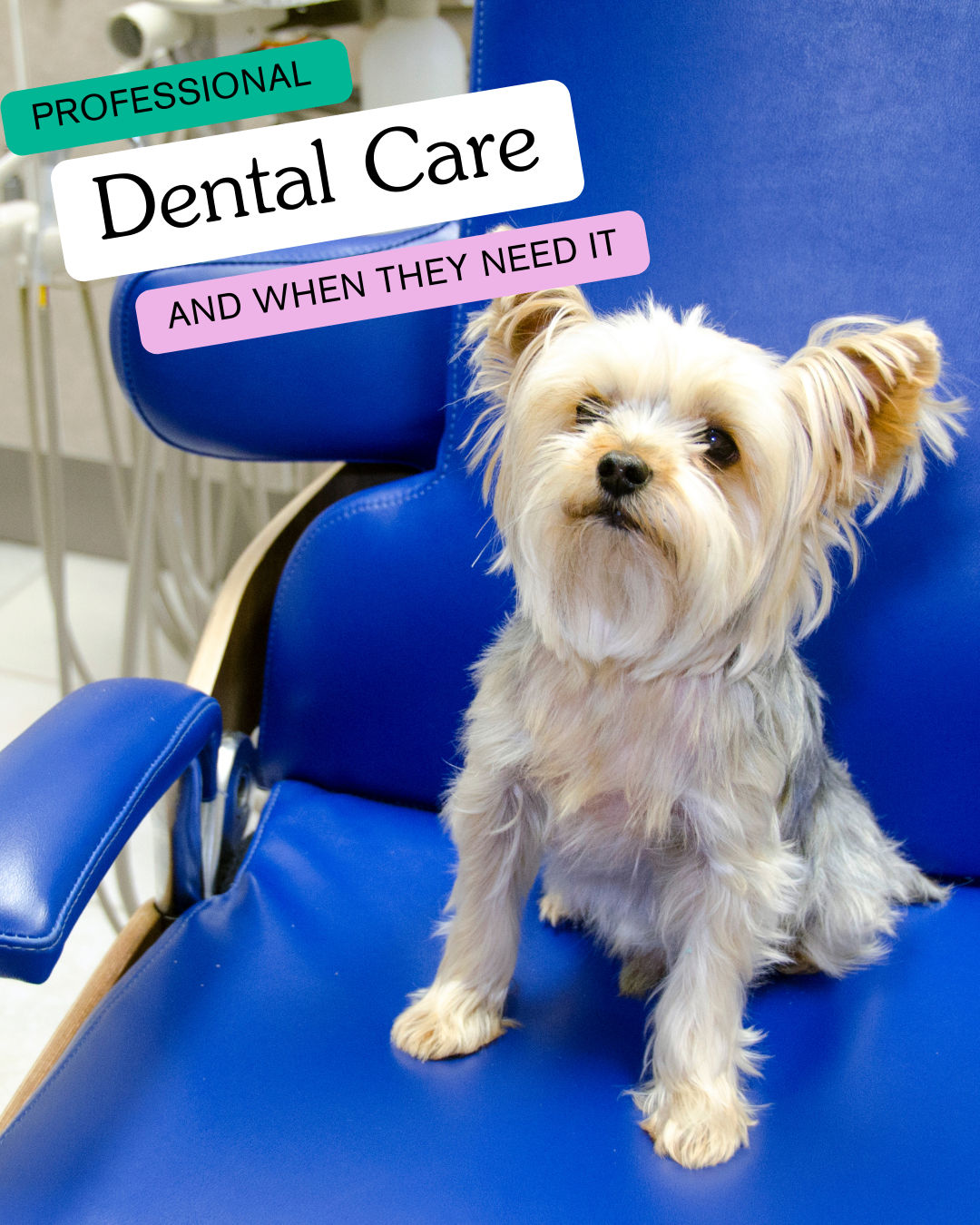 When Does Your Pet Need Professional Dental Care?