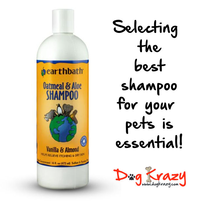 Why Oatmeal Shampoo is Not the Best Choice for Yeasty Dogs