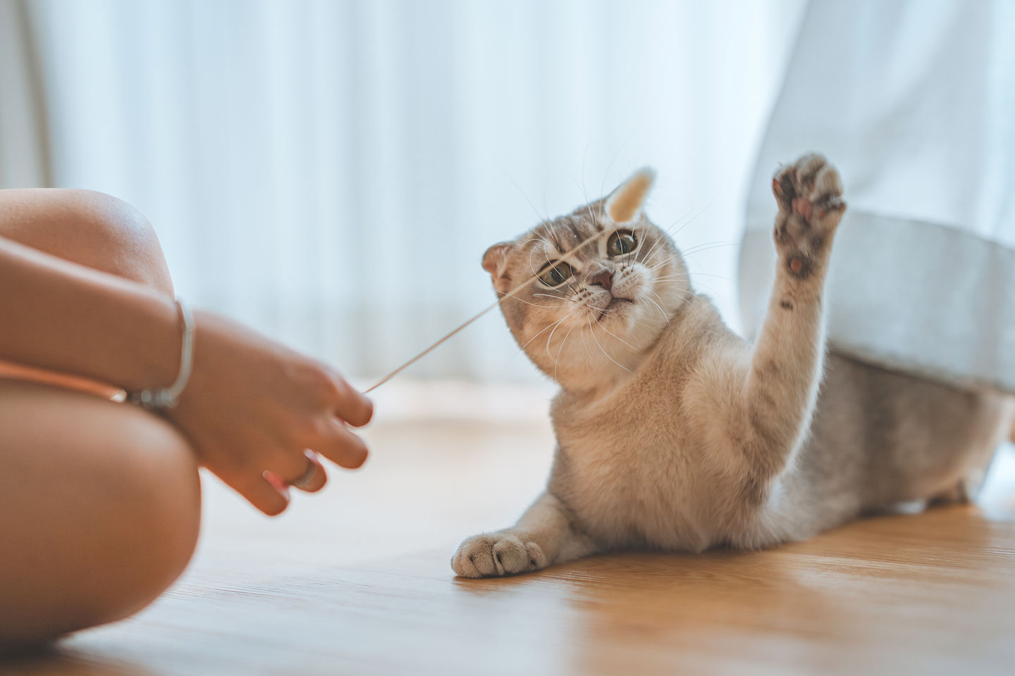 The Best Cat Breeds for Small Spaces