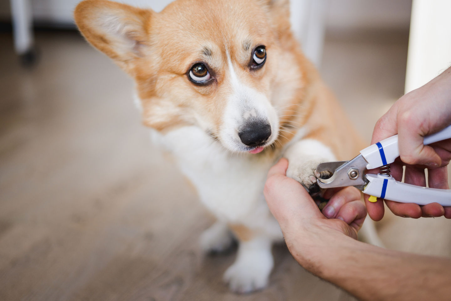 How to trim your pet's nails safely