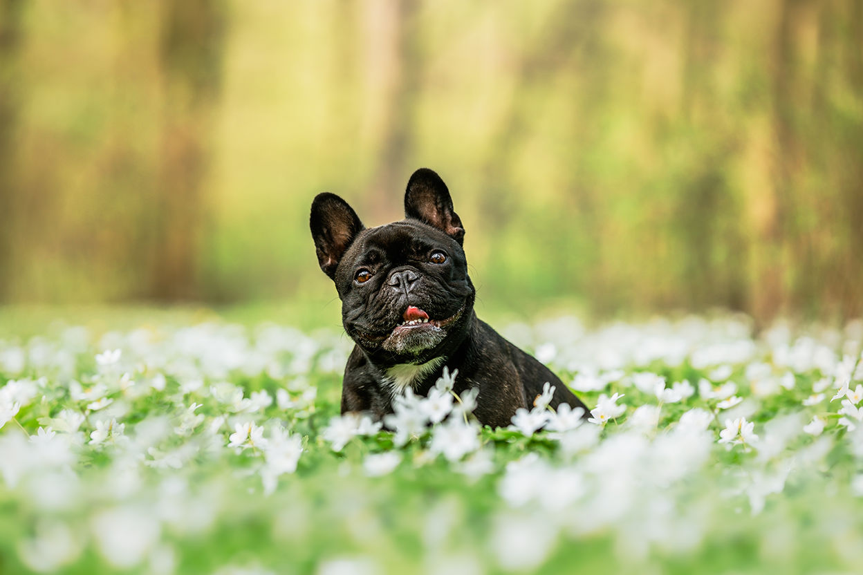 Understanding Your Pet’s Breed-Specific Health Risks