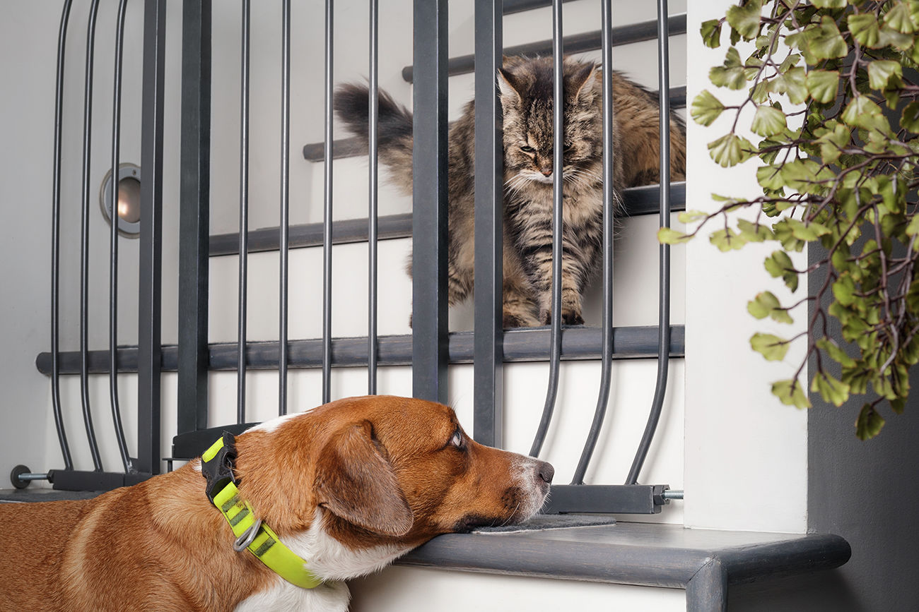 Pet-Proofing Your Home: Common Dangers to Avoid