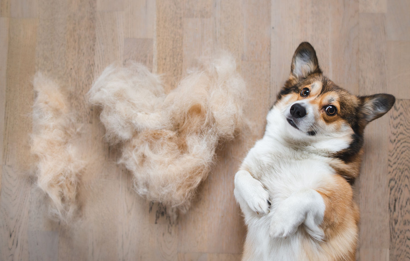Dealing with Shedding: Tips for Both Dogs and Cats