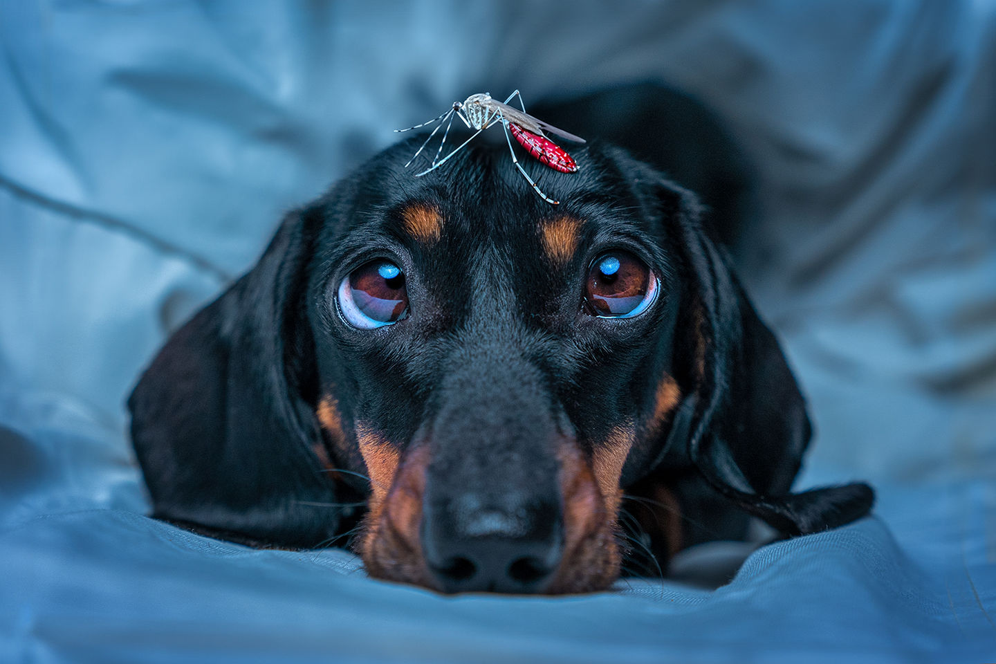 The Truth About Heartworm Disease: What Every Pet Owner Needs to Know