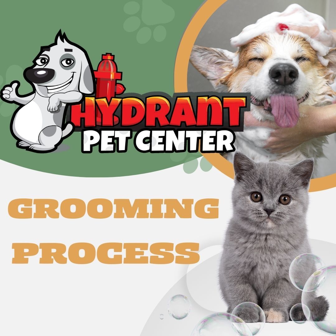 The Grooming Process: What to Expect and How Long It Should Take