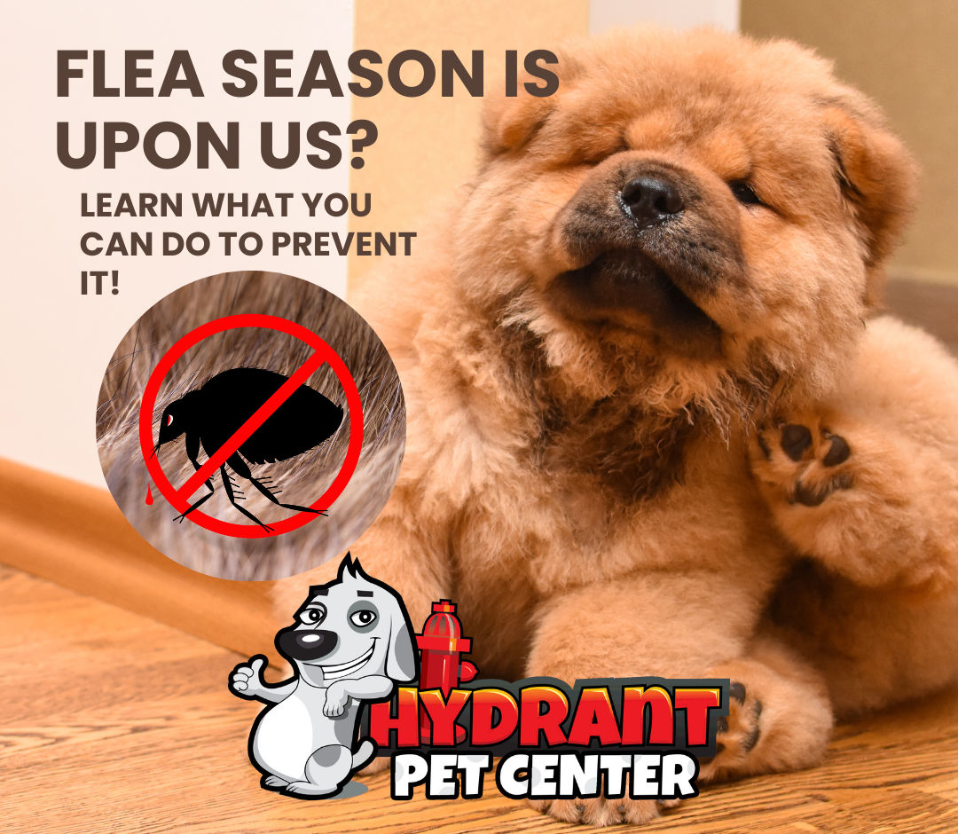 Fleas & Ticks: A Guide for Pet Parents