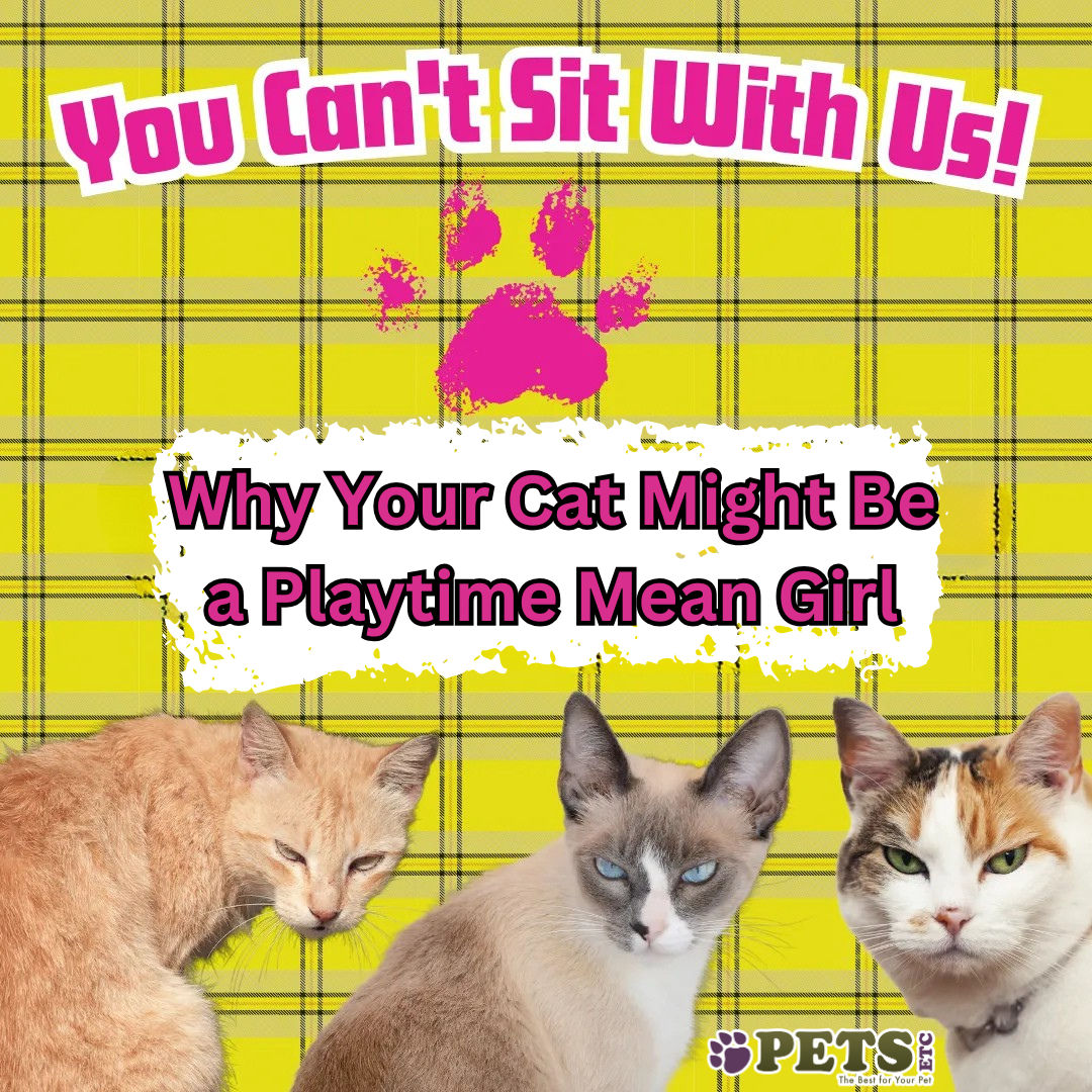 You Can't Sit With Us! Why Your Cat Might Be a Playtime Mean Girl