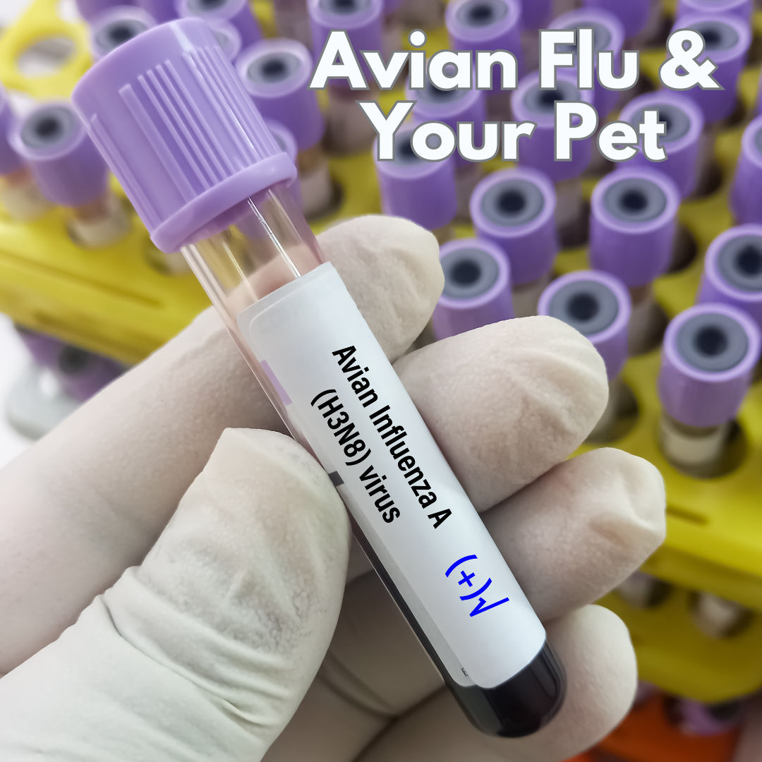 Image of blog post Avian Influenza and Your Pet