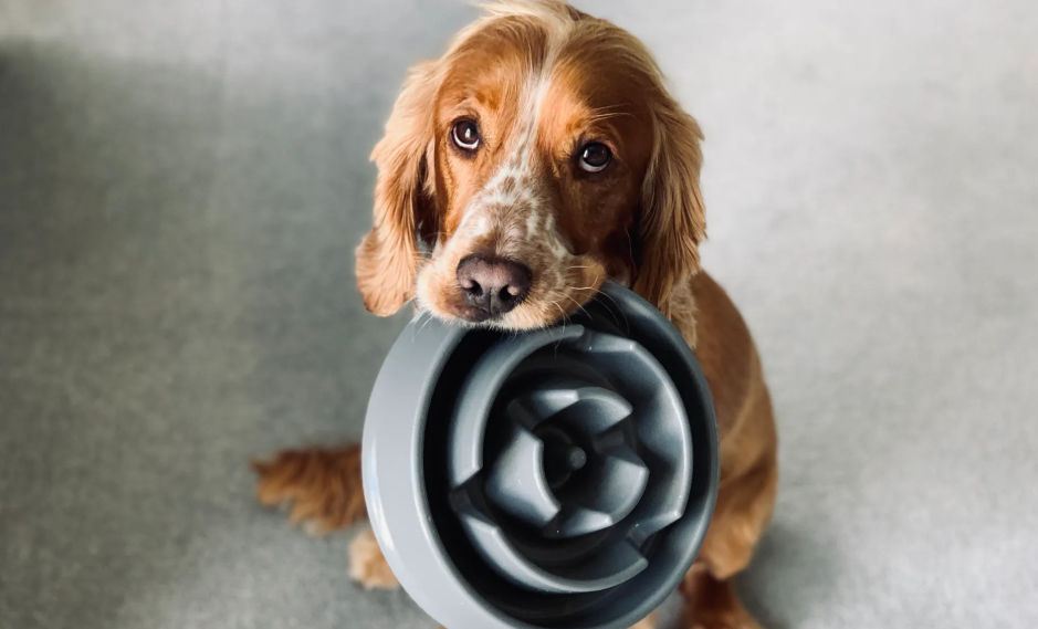 Why You Should Clean Your Dog’s Bowls Often (And Why They’ll Thank You!)