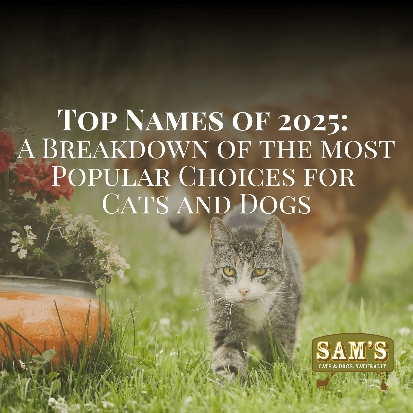 Top Pet Names of 2025: Breakdown of the Most Popular Choices for Cats and Dogs