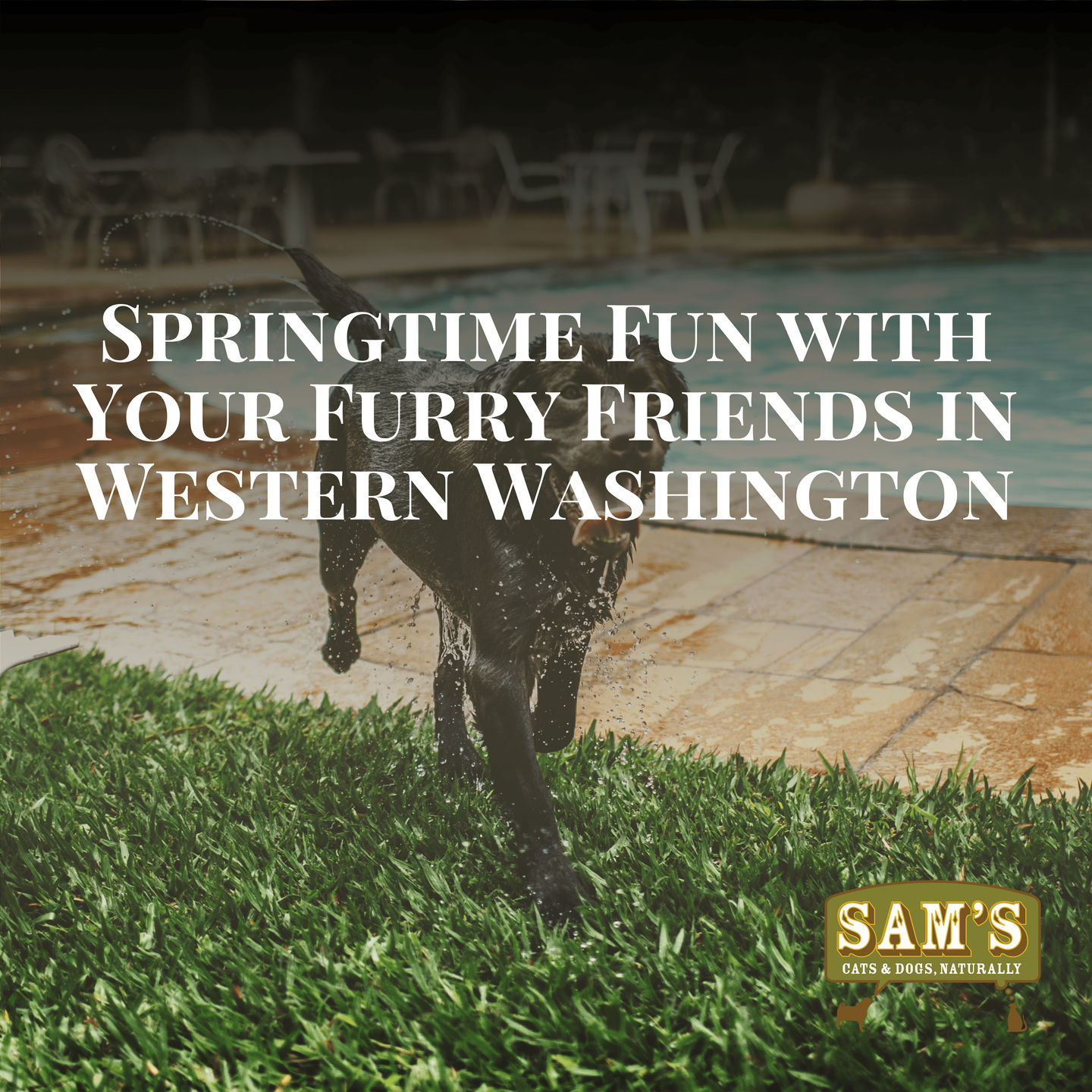 Springtime Fun with Your Furry Friends in Western Washington