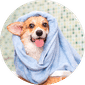 Pet Grooming