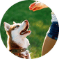 Dog Training