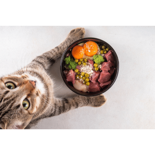 Healthy Pet Food Options