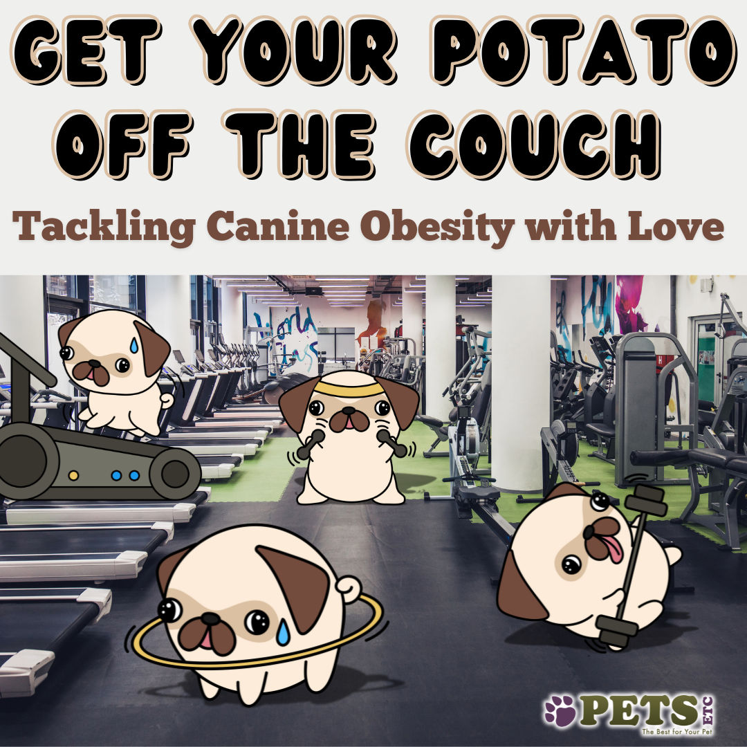 Get Your Potato Off The Couch: Tackling Canine Obesity with Love