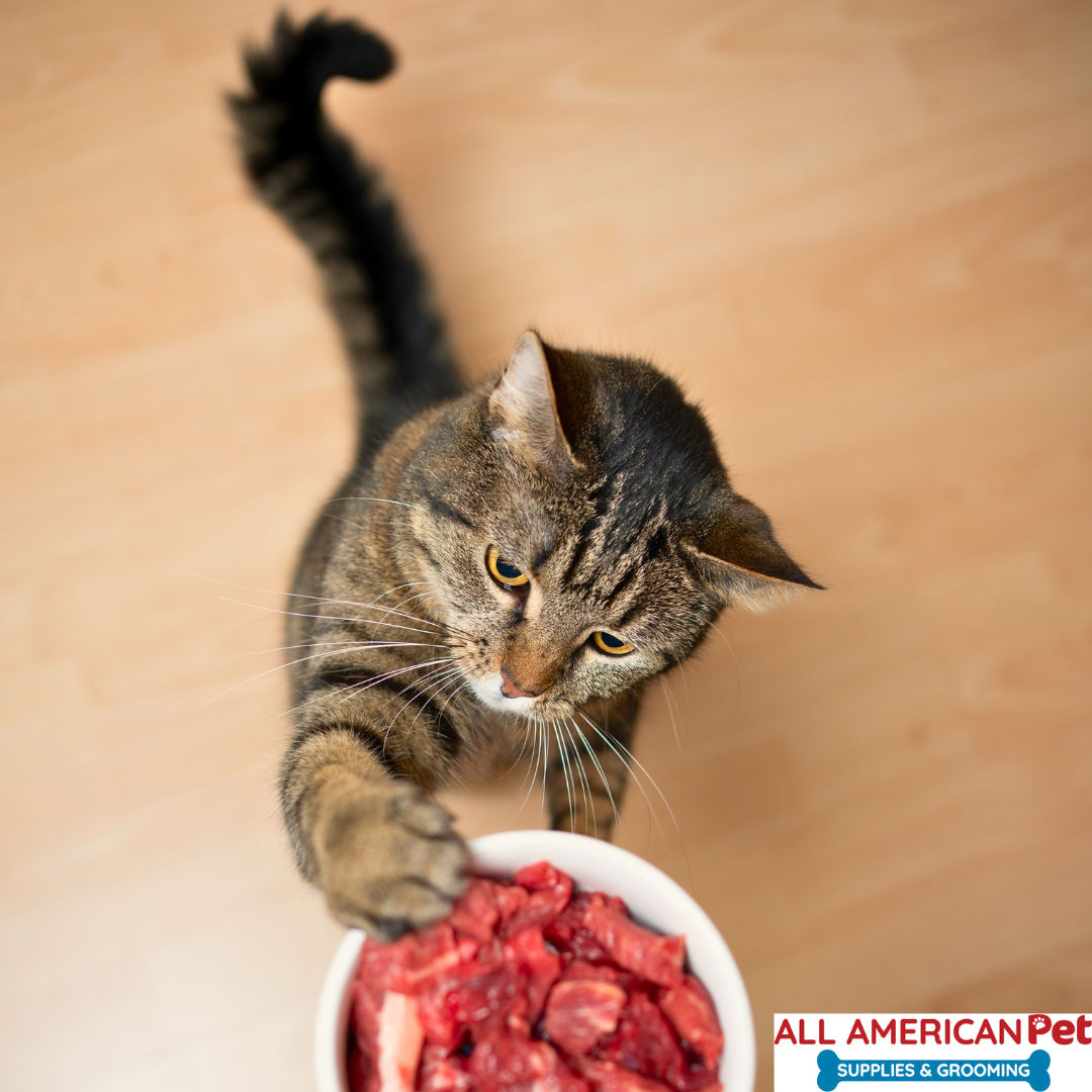 Is Raw Pet Food Really the Cause of Avian Flu in Cats?