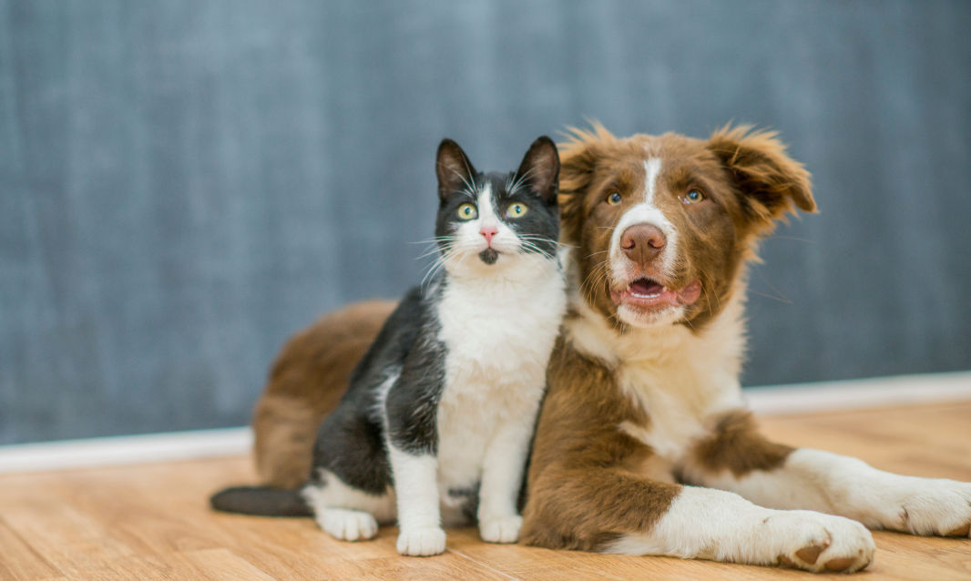 Keeping Cats & Dogs Safe from Bird Flu
