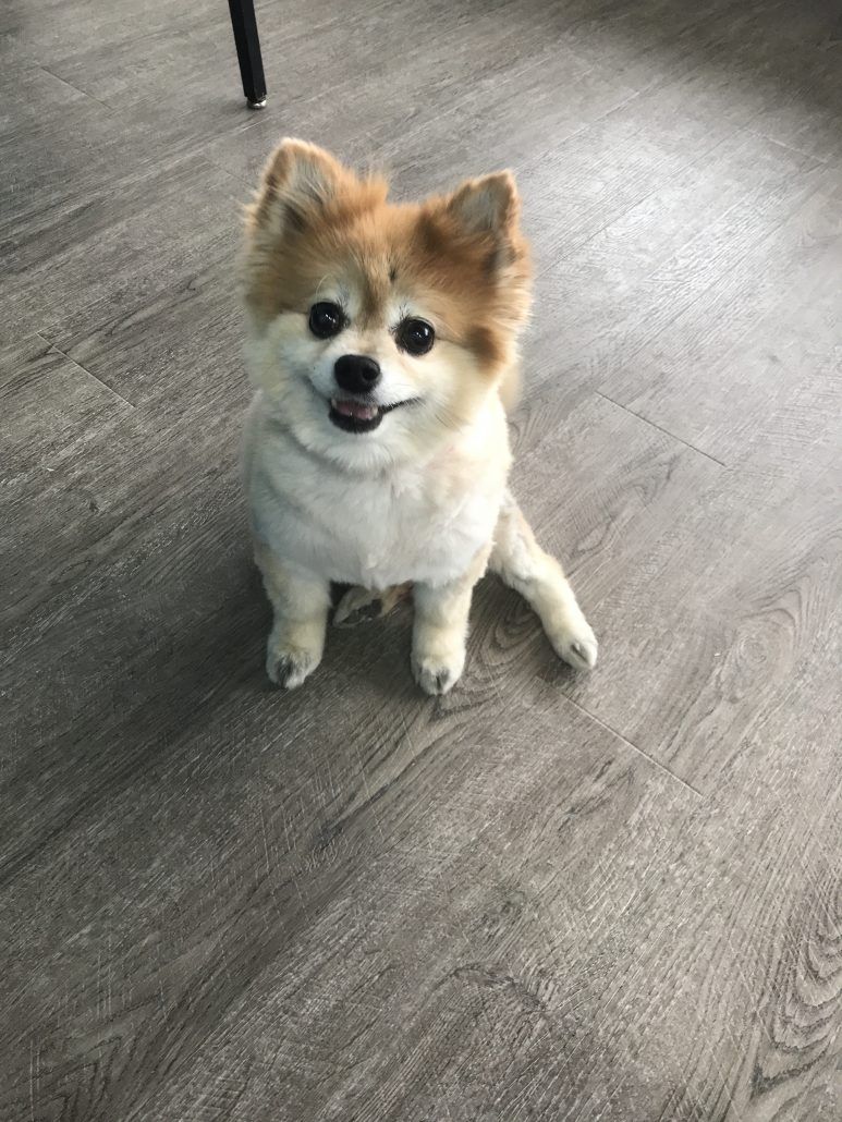 Must Have Supplements for Luxating Patella