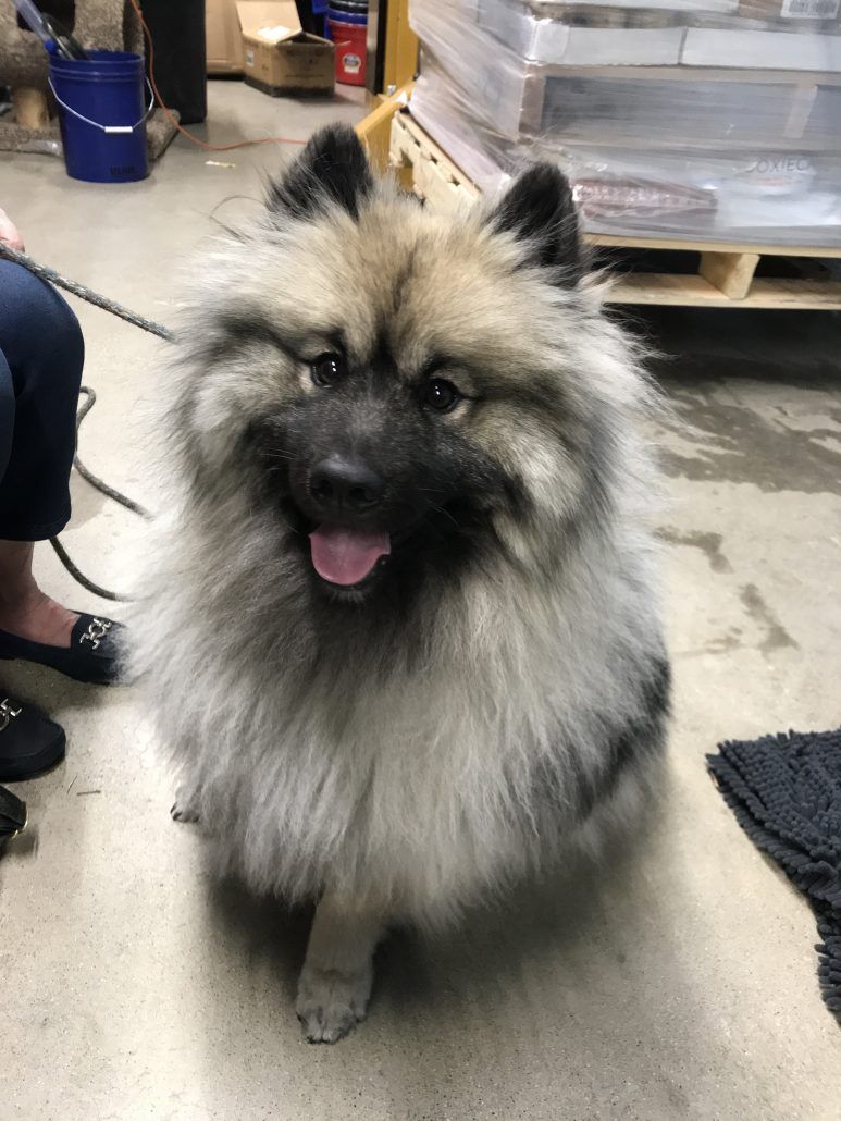 Why maintenance care for dogs?