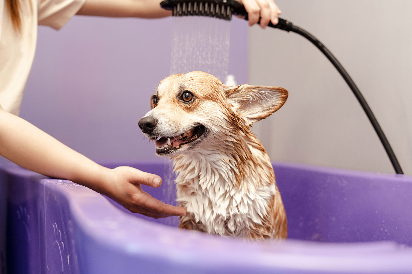Seasonal Grooming Tips for dogs: Summer vs. Winter