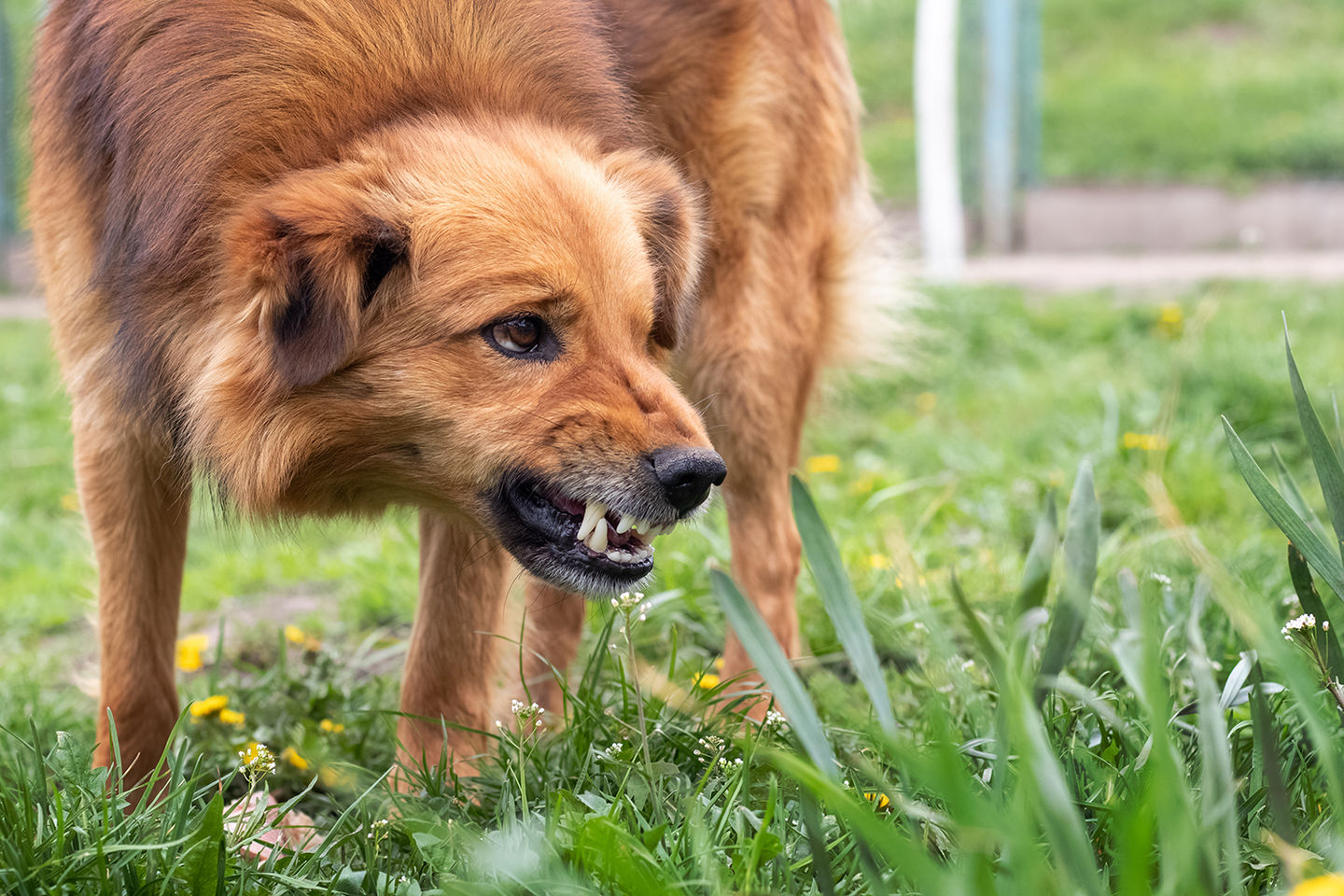Dealing with Aggression: Tips for Managing Reactive Pets