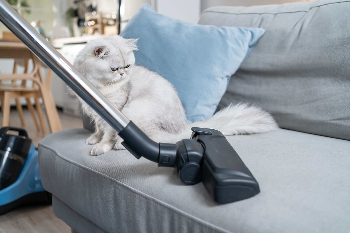 Image of blog post Spring Cleaning Tips for Pet Owners: Refresh Your Home (and Your Pet’s Life!)