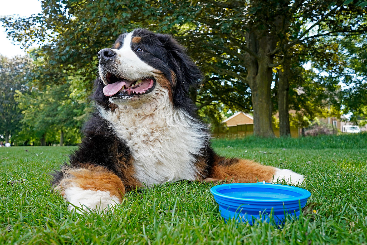 Image of blog post Hot Weather Tips for Pets: Keep Your Furry Friends Cool and Safe This Summer