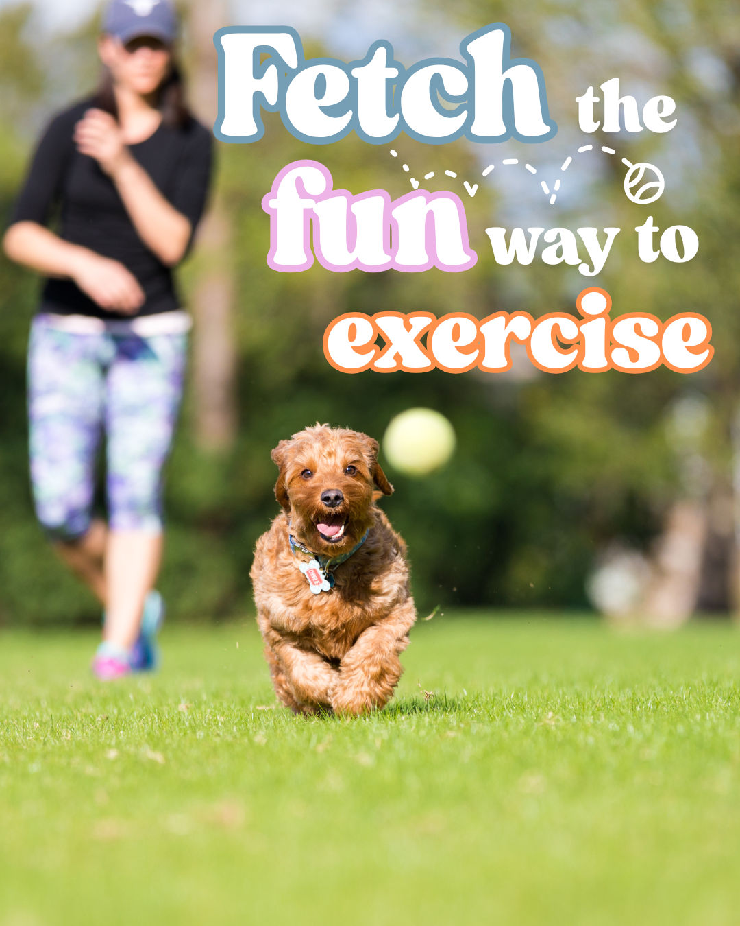 Fetch Isn’t Just Fun—It’s Vital for Your Dog’s Wellbeing