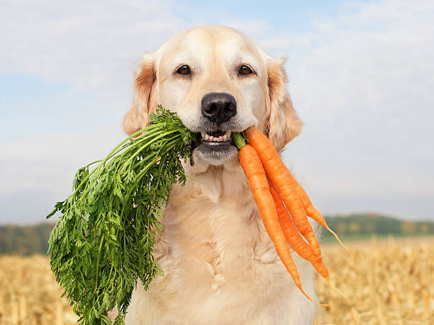 Why RAW food for your pet!