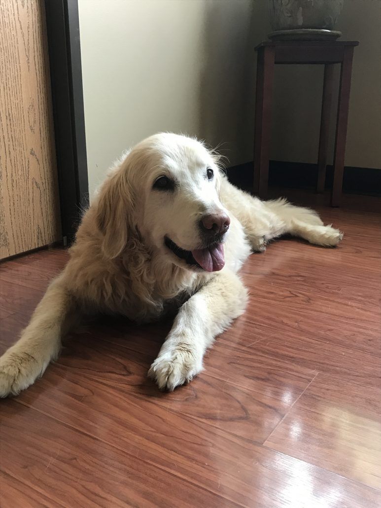 Geriatric Dogs and Animal Chiropractic