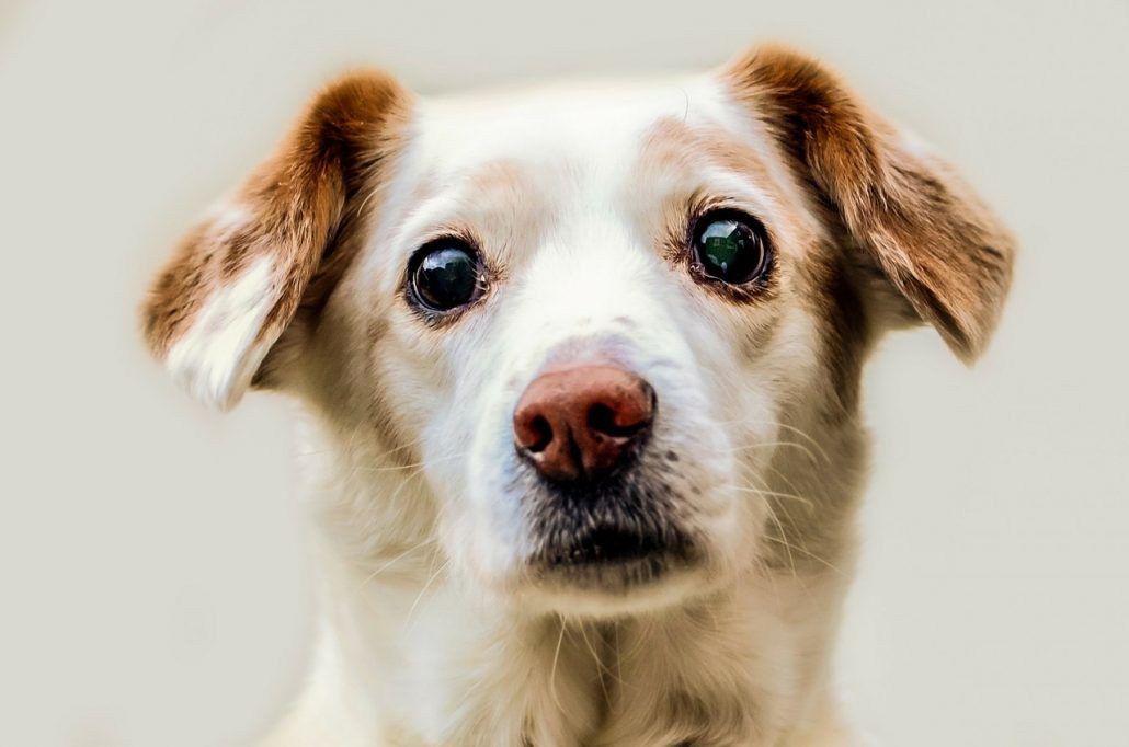 To go or not to go: Constipation in Pets