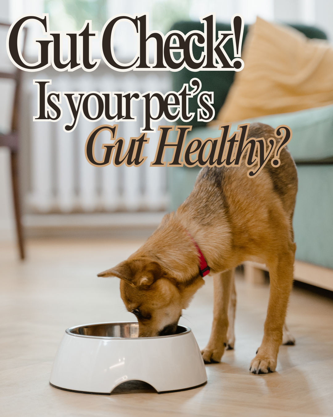 Gut Check: Why Digestive Health Matters for Your Pet