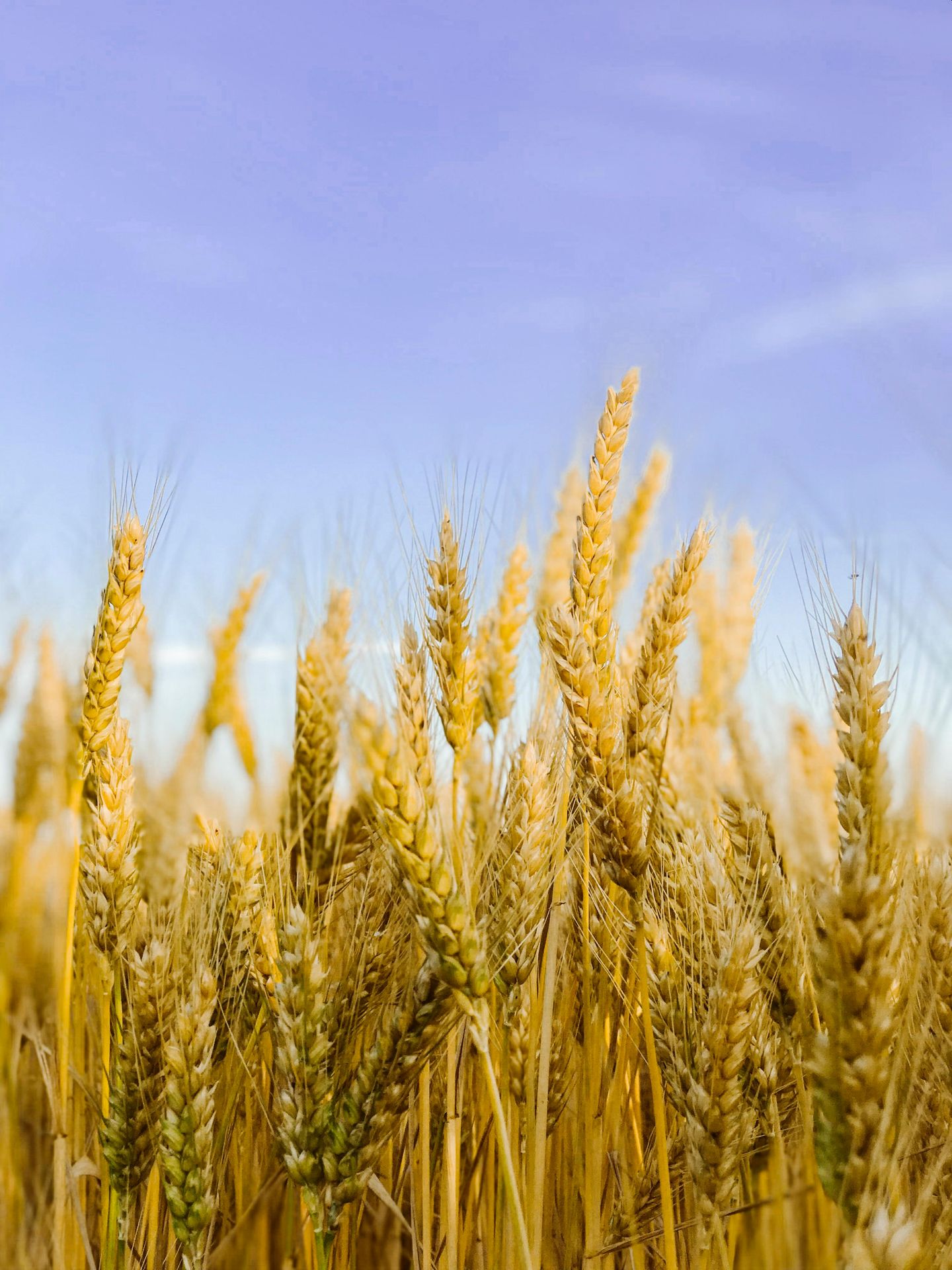 A Discussion on Grain and DCM in the Canine Diet