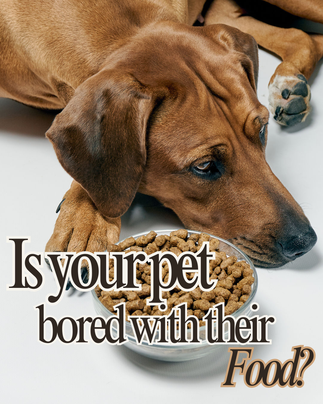 Is Your Pet Bored of Their Food? Here’s What You Can Do to Help.