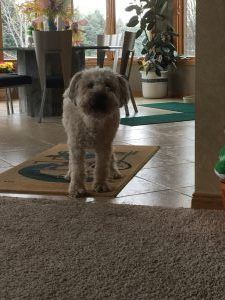 Barley and Sam, senior dogs with young hearts!