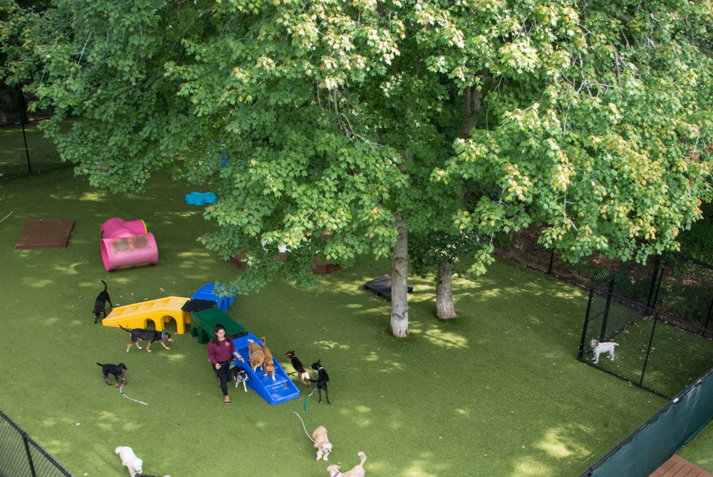What to Expect During a PLAYtrain® Evaluation at JM Pet Resort