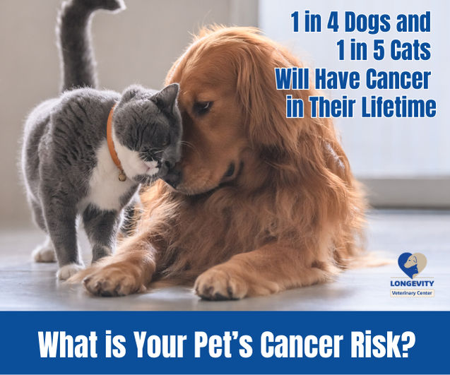 Image of blog post What is Your Pet's Cancer Risk?