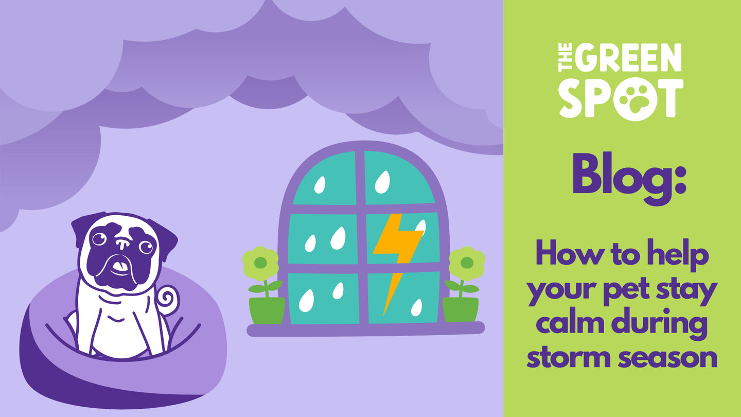 How to Help Your Pet Stay Calm During Storm Season - Tips, Tools, and More!