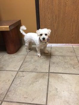 Josette The Coton and her Luxated Patellas