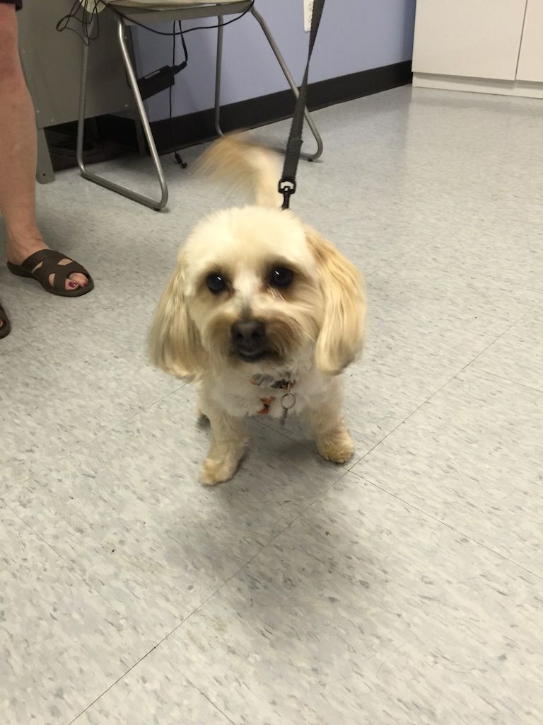 Teddy The Teddy Bear Struggling With Luxating Patella