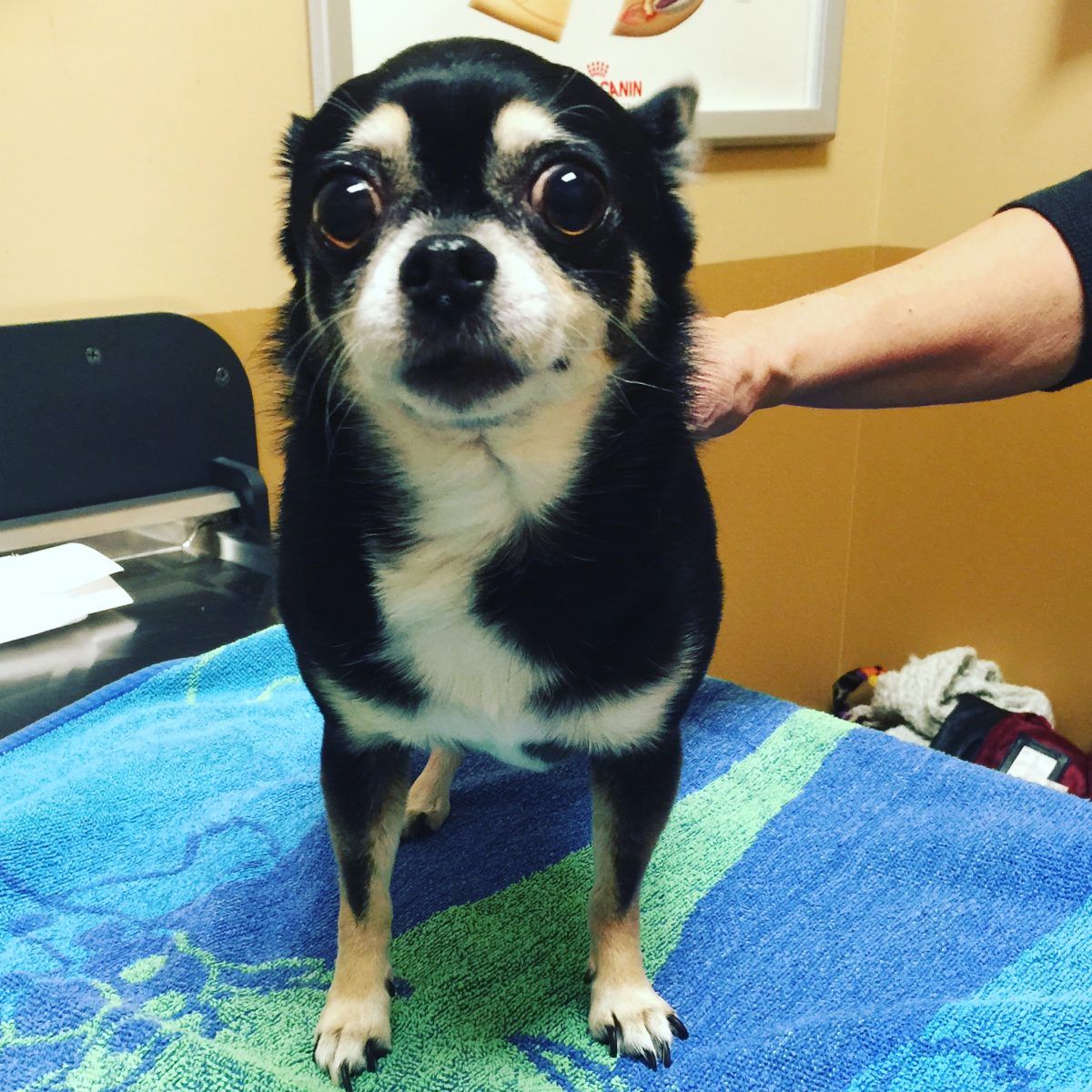 Zoey The Chihuahua & Her Cruciate Tear