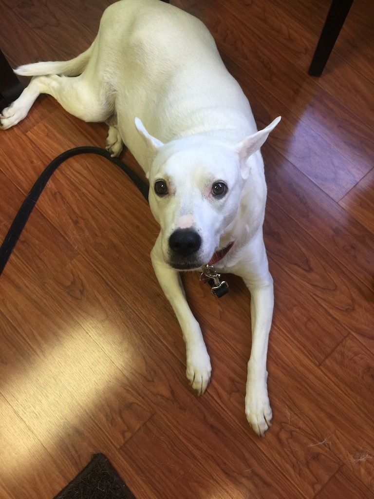 Lola The Pitt Mix & Her Cruciate Tear