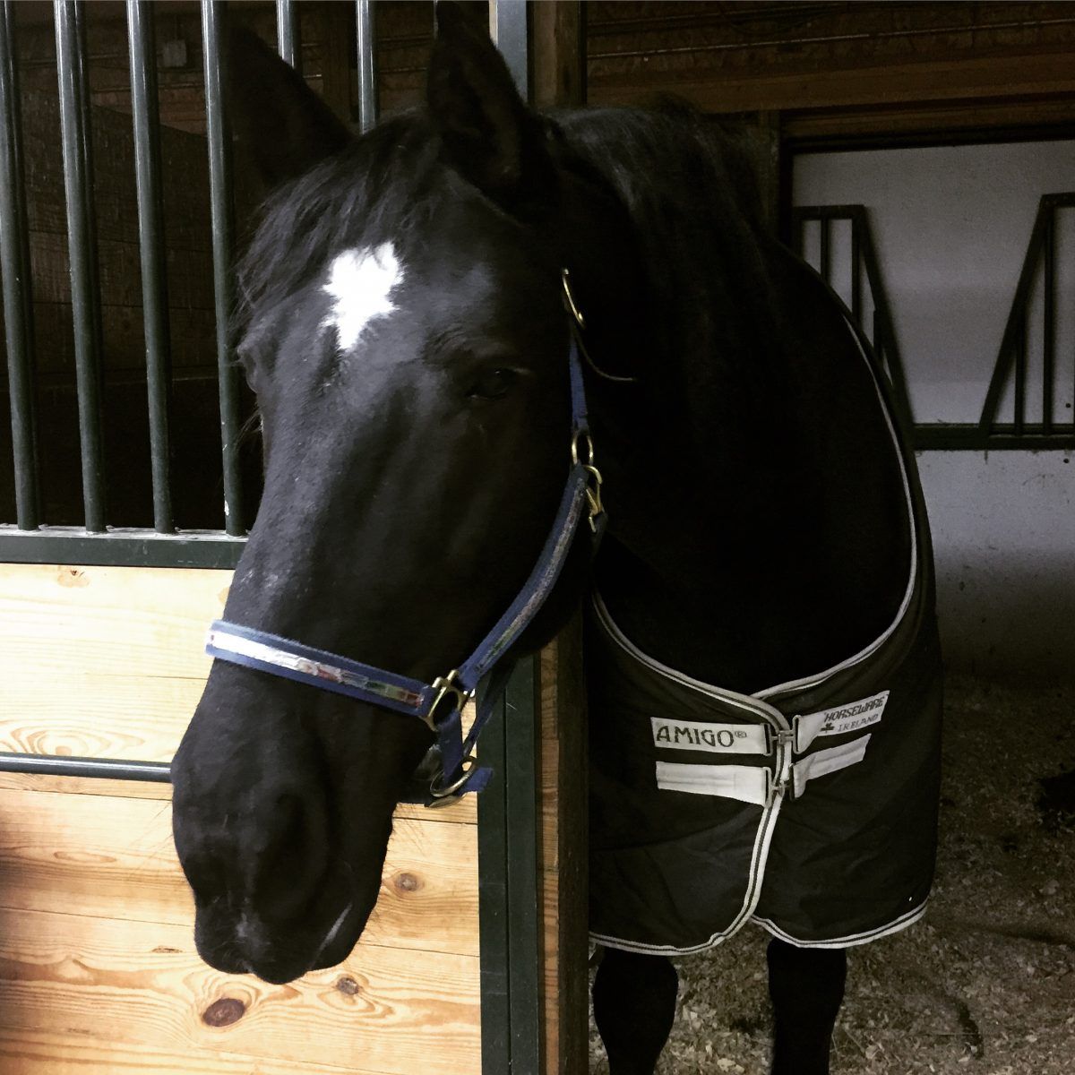 Lacey The Draft Horse & Her Lameness