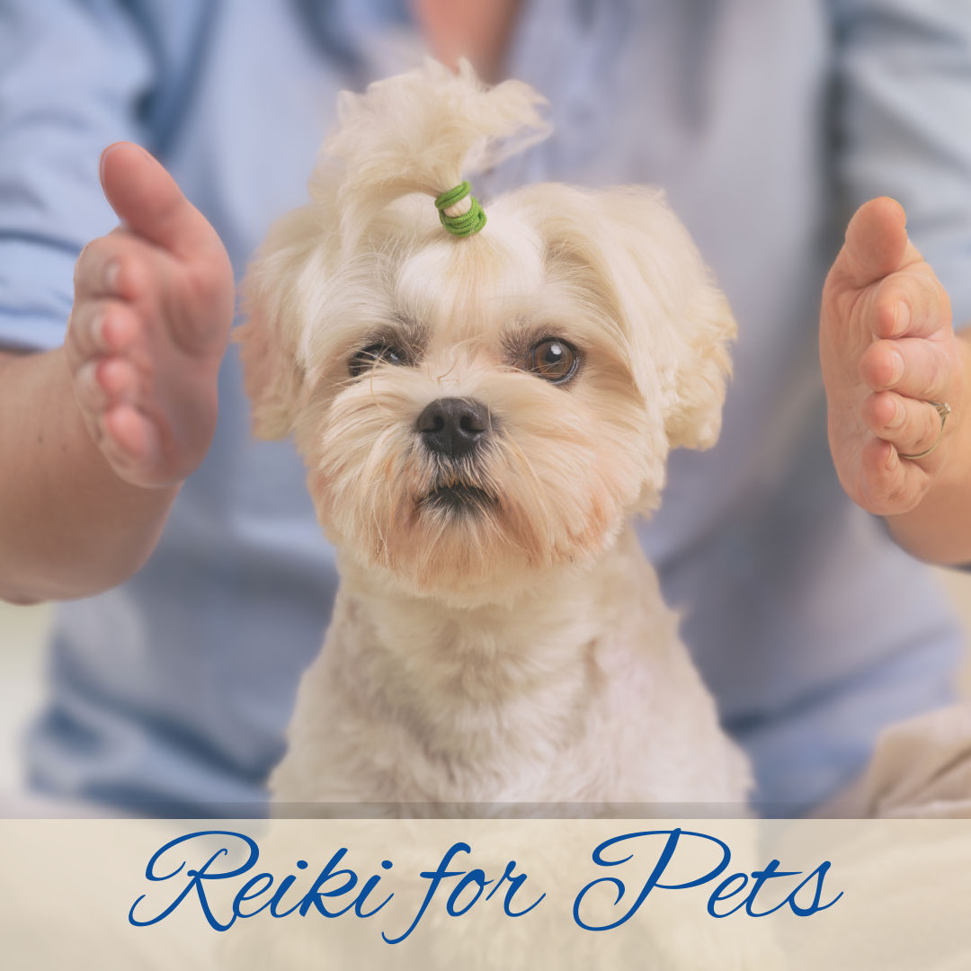 Image of blog post The Healing Power of Reiki for Pets